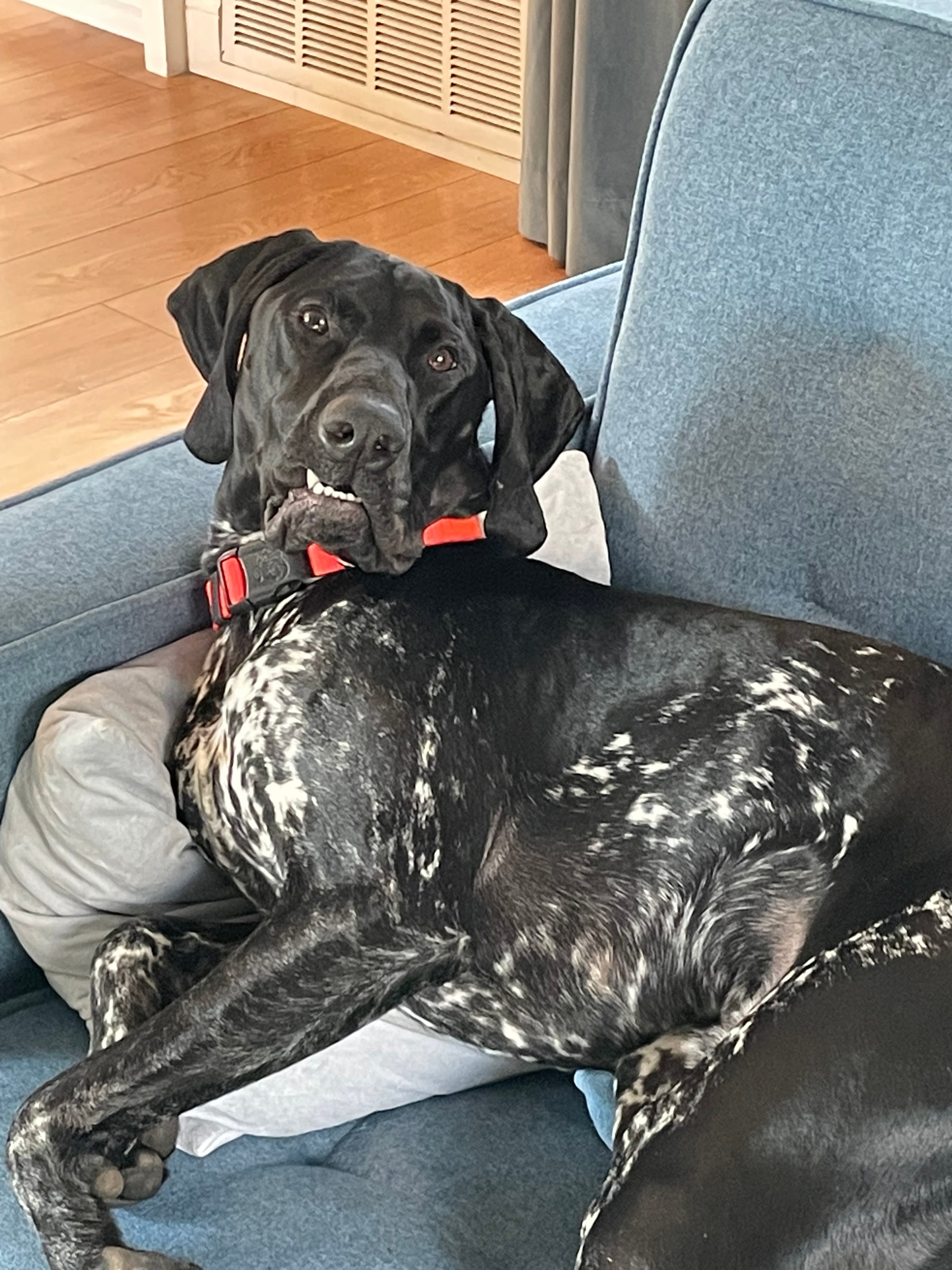 Banjo the dog, looking confused